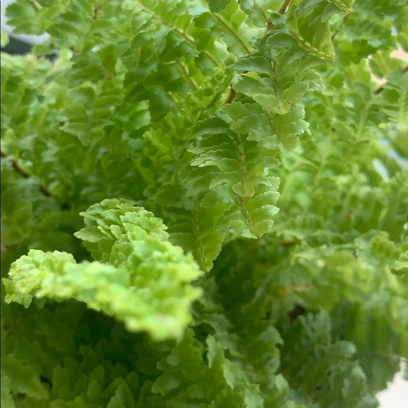 Meet your Posher, Jennifer - Picture 1 of 1